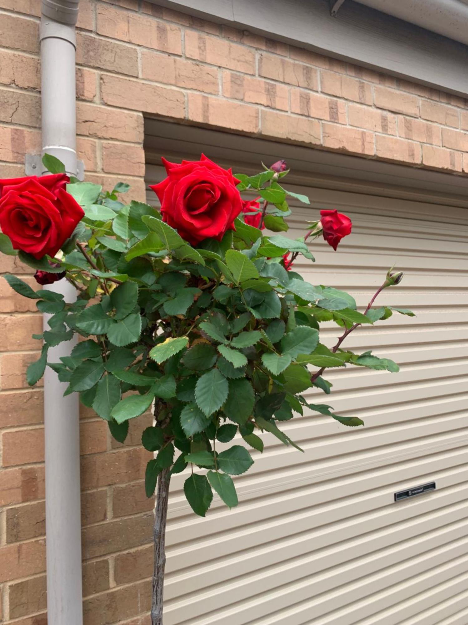 Adelaide Style Accommodation-Close To City-North Adelaide-3 Bdrm- Free Parking ภายนอก รูปภาพ