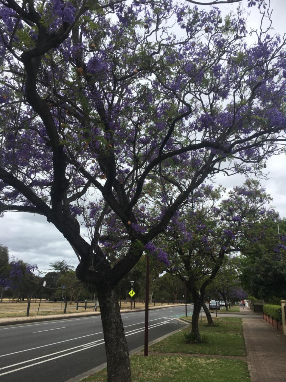 Adelaide Style Accommodation-Close To City-North Adelaide-3 Bdrm- Free Parking ภายนอก รูปภาพ