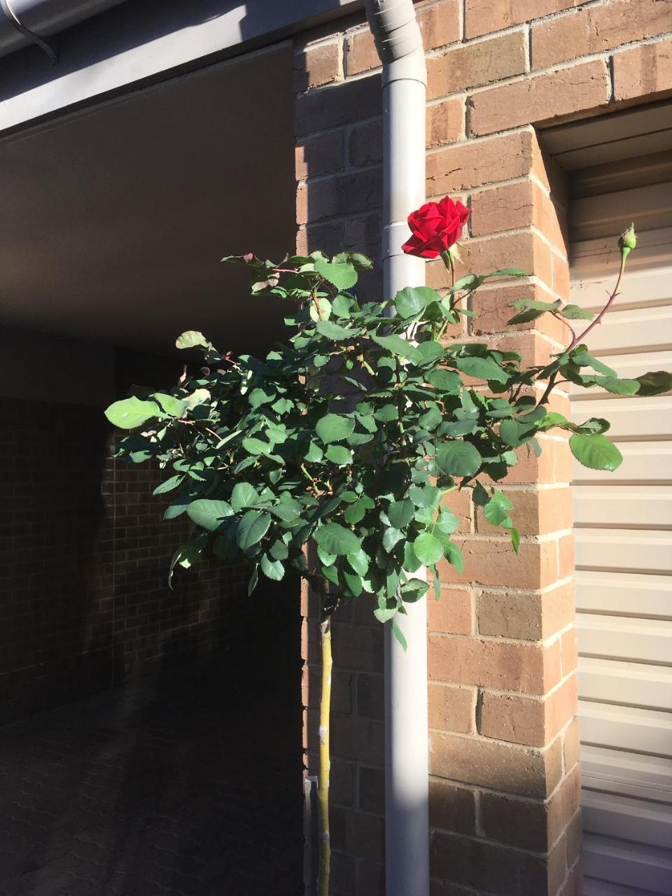 Adelaide Style Accommodation-Close To City-North Adelaide-3 Bdrm- Free Parking ภายนอก รูปภาพ